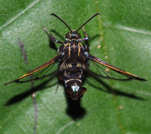Euryphrissa sp.